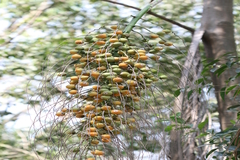 Syagrus romanzoffiana